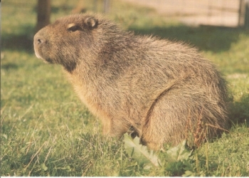 Kapybara xxxx 95 034 CZ ** - Fauna